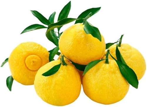 はるか 先行受付 訳あり 7kg