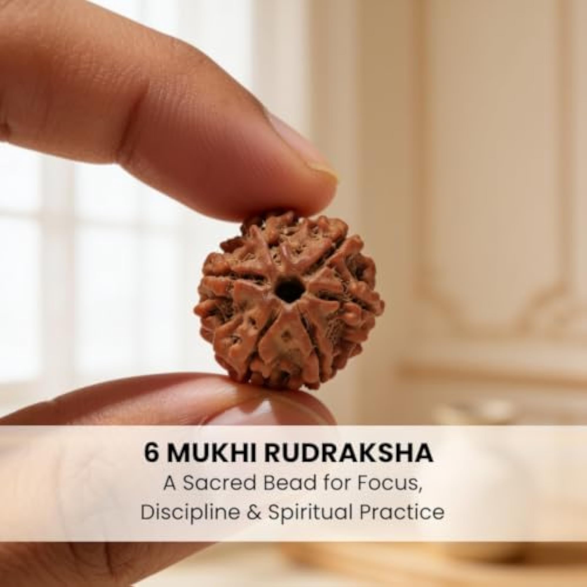 Authentic 6 Mukhi Rudraksha Bead for Focus and Willpower