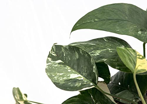 Epipremnum Pinnatum Variegata - 30cm - Image 3