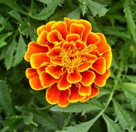 50 French Marigold Seeds