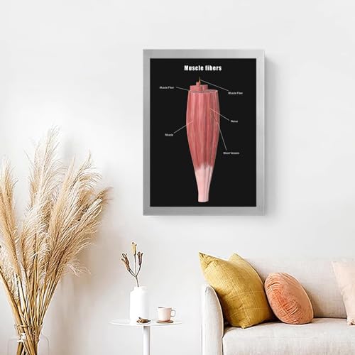 Image of Taanfu Body Educational Learning Anatomy Posters ，Muscle Fiber Art Muscle Villi Anatomy Art Poster Digestive System Organs Illustration Small Intestine Physiology Anatomy Wall Art Villi