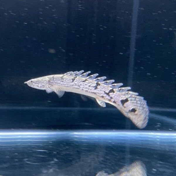ポリプテルス デルヘッジィ 約9-13cm 1匹 (東南アジアブリード)※選別不可 - 2