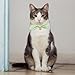 Exclaith 2 Pcs Cat Collar Kitten Collars Green Bowtie with Removeable Bow Cotton Cat Collar Solid Color Plaid Green Breakaway Floral
