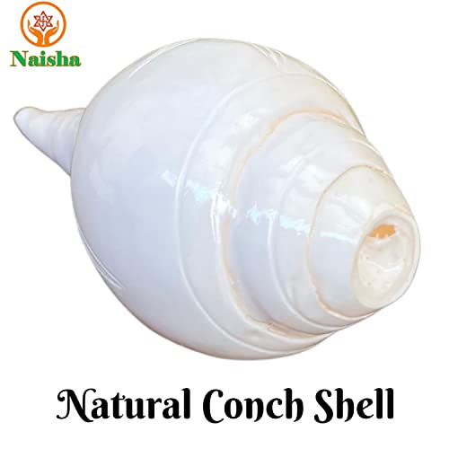 Naisha Genuine Blowing Puja Shankh Vamavarti Dattatreya Conch Shell - Ritual Plain Pooja Shankhnaad Home Decorations (4.0 Inches) #TOP6