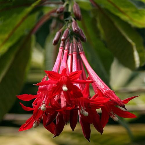 Plant World Seeds - Fuchsia Boliviana Seeds (Exotic Tree & Shrub Seeds)