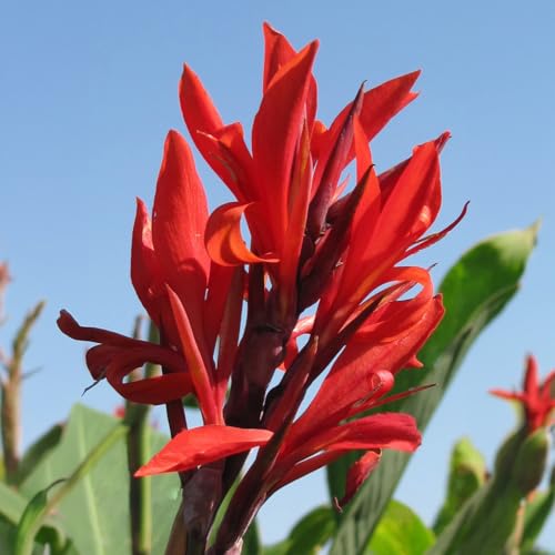 Robert Kemp Canna Lily Bulb Scarlet Red Blooms Heritage Giant Variety Hummingbird Garden Zones 39 68 Ft Tall Summer Flowering Rhizome 1 Bulb