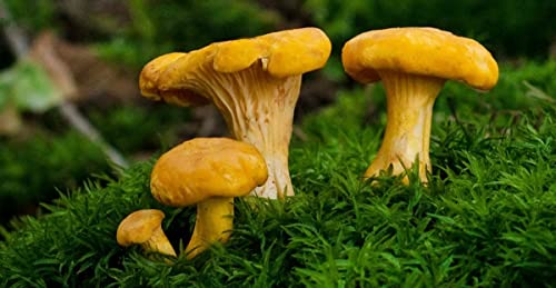Seedsup 100+ Chanterelle Mushrooms Golden Mycelium Spawn Spores thumb #3