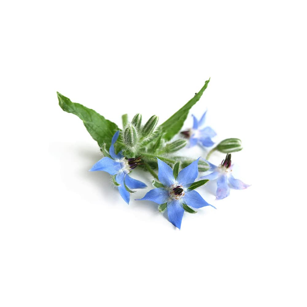 AllThatGrows Borage Herb Seeds Pack of 50 Seeds (B09S3QMSZ1) Amazon Price History, Amazon Price Tracker