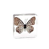 graphium sarpedon milon Echtes Tier in klarem Acrylglas. Das Exemplar ist kristallklar, unverwüstlich und transparent. Sicheres, authentisches und absolut unzerbrechliches Produkt bringt Tier direkt zur Hand.