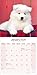 Samoyed 2026 Calendar | Square Wall Calendar | Dog Breed Gift | Plastic Free Packaging | by Avonside Publishing