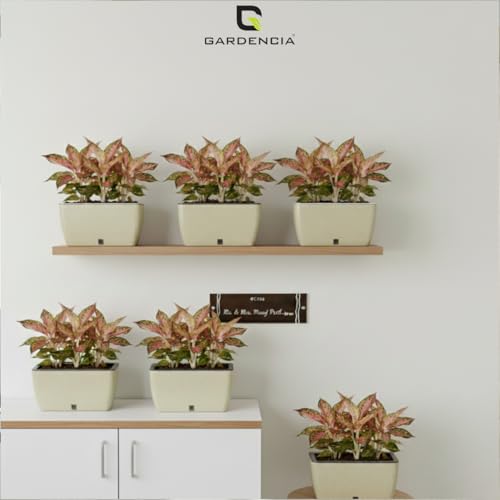 Image of GARDENCIA Self Watering Flower Pots for Outdoor Indoor Gardening /Rectangle Big Plant Pot with Polypropylene UV Material /Decorative Modern Gamla (Recta Big Stone Cream, Pack of 6)