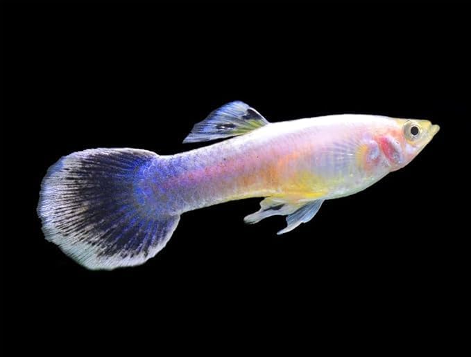 Swimming Creatures 15 Mixed Female Guppy Live Tropical Freshwater Aquarium Fish