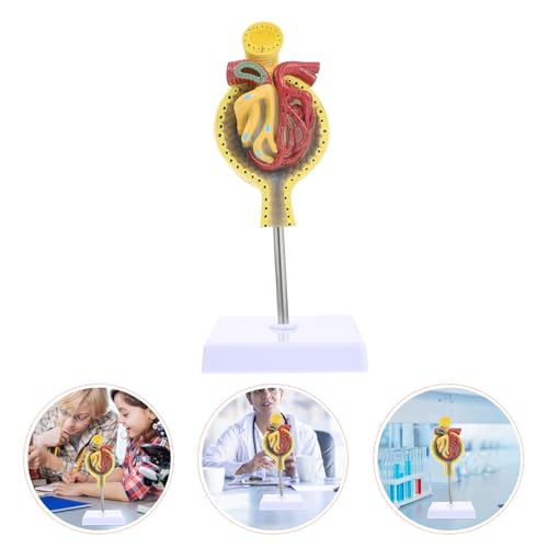 Modèle anatomique éducatif de glomérule en PVC pour enseignement des sciences - 7