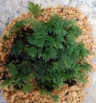 鬼若丸様専用 ホソウリゴケ 地衣類 孔雀苔