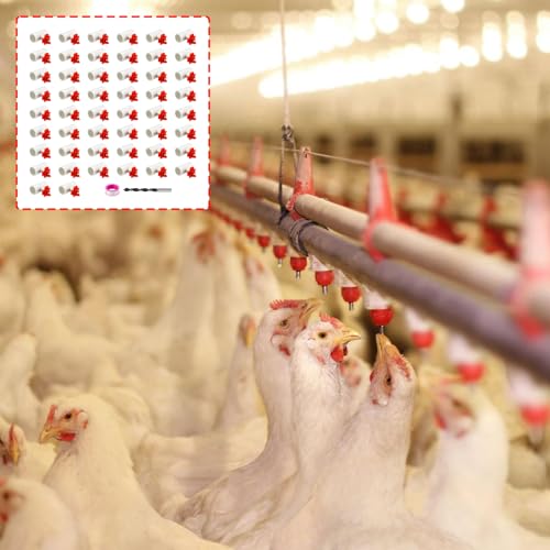 Abreuvoir pour poules anti gaspillage d'eau et hygiénique