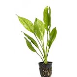 Potted Amazon Sword Plant - Beginner Tropical Live Aquarium Freshwater Plant