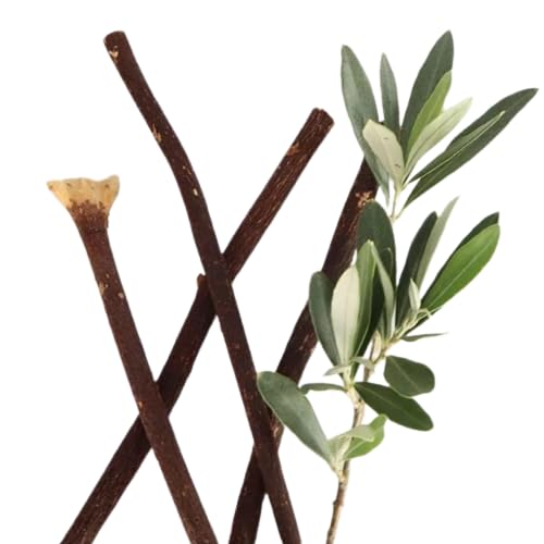 Weinbux Zaitoon Olive Herbal Miswak Natural Toothbrush Sticks | Biodegradable Eco Friendly Chewing Sticks | Manual | Healthy Toothbrush | Pack of 3-image-7
