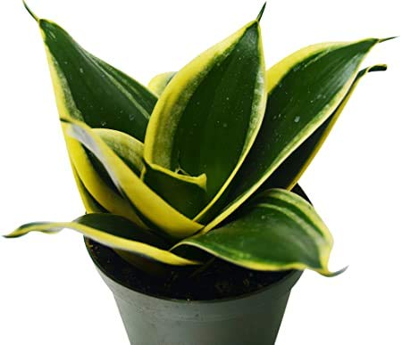 Rameshvar Enterprises | Sansevieria Snake Plant (Mother in Law Tongue) Indoor Air Purifier Live Plant (B08C53FHHF) Amazon Price History, Amazon Price Tracker