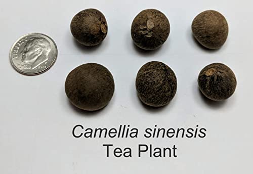 Amazon.com : Tea Tree Seeds for Planting - 12 Seeds of Camellia Sinensis  Herb Seeds - Made in USA, Ships from Iowa : Patio, Lawn & Garden