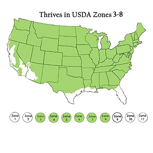 2 Gal Proven Winners Little Quick Fire Hydrangea, Rich Pink And Creamy White #TOP5