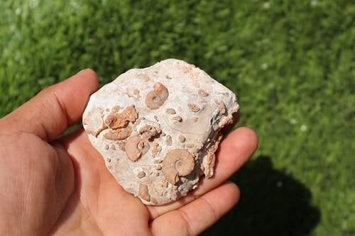 Image of Ammonites & Gastropods Plate Cretaceous Fossils Fossils from Morocco Fossil Rock ammonites Fossil from Morocco A121