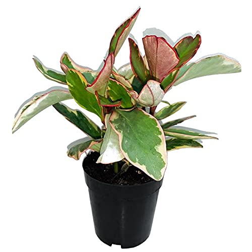 Peperomia Obtusifolia (Baby Rubber Plant) 15-20 CM | Fresh Indoor Plants for Tabletop Decor | Easy Care Succulent Houseplant for Home or Office