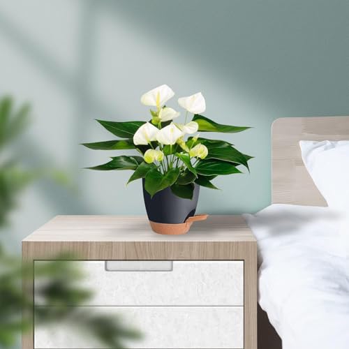 Image of INKULTURE Flower Pot for Indoor Plants - Self Watering Plant Pot Set of 5, Multi Size Plastic Planter with Drainage Hole & Watering Lip (7 /6.5 /6 /5.5 /5 Inch) Black | Pots for Home, Office & Succulents