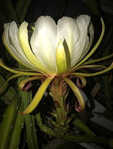 Frankies Red Dragon Fruit Sale Special Flesh Cutting 7-10 Inchs (2) Pieces