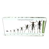 Lifecycle of a Locust（Grasshoppeer） Paperweights Specimen for Science Education Paperweight for Book for Office for Desk