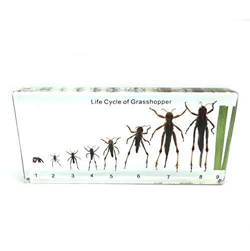 FUNSXBUG Lifecycle of a Locust（Grasshoppeer） Paperweights Specimen for Science Education Paperweight for Book for Office for Desk