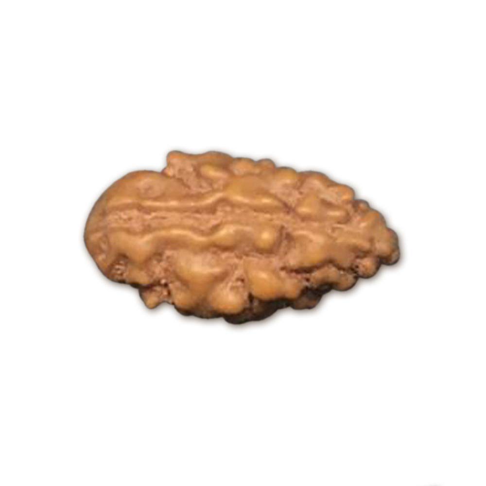 Rudraksha 1 Mukhi Indonésie 12mm 13mm graine naturelle certifiée en labo
