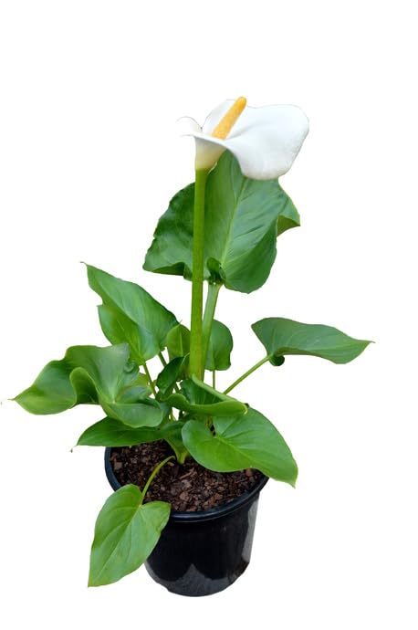 Cala Natural Planta de Exterior Resistente con Flores Elegantes