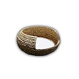 wasserhyazinthe blumenkübel auch für kleine Hunde geeignet