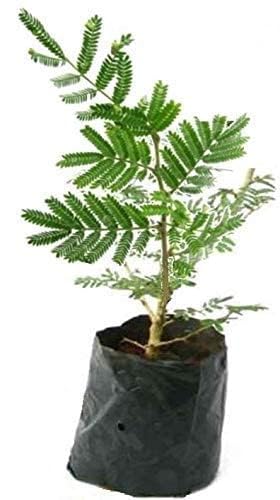 Green Colections Live Shami Holy Tree Prosopis Cineraria Plant Banni Maram Sammi Summy Dhaniushta Shami Patra Sami Plant Chikur Chonkar Paudha Jammi Chettu Jandi Khejri Parampu Somi Sami ka Paudha (B0CCLMD6GT) Amazon Price History, Amazon Price Tracker