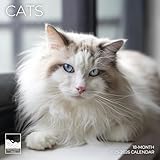 July 2025- December 2026 Cats Wall Calendar 18 Month | 12' x 24' Open | Giftable Kitty Calendar 2026 | Thick & Sturdy Paper for Organizing & Planning | Pacific Waters Press (Cats)