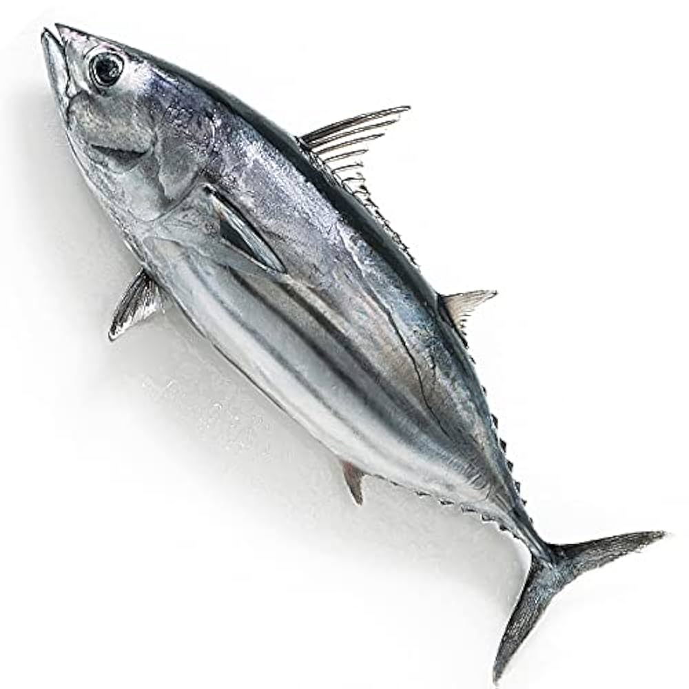 カツオ かつお カツオ 鰹 お刺身トロかつお 180〜200g×3 : 豊洲市場.jp