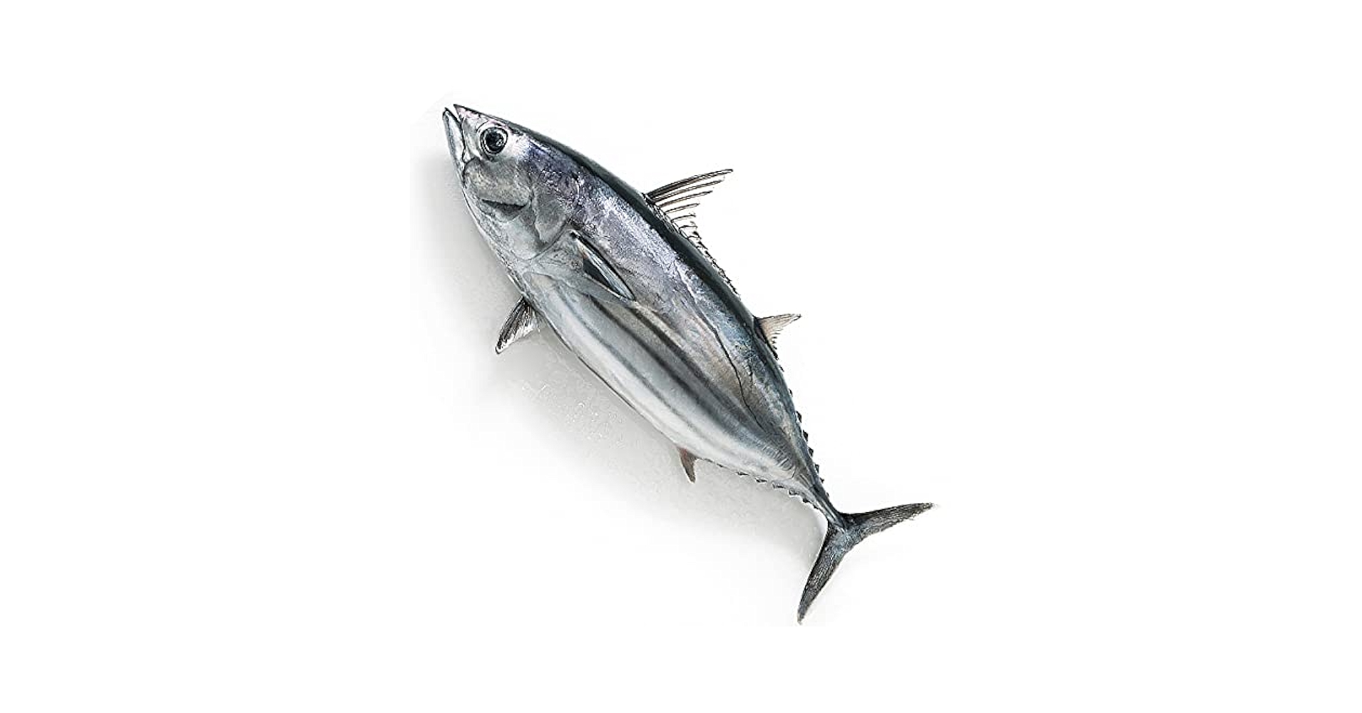 Amazon.co.jp: 築地魚群 かつお1尾（2-3kg） : 食品・飲料・お酒