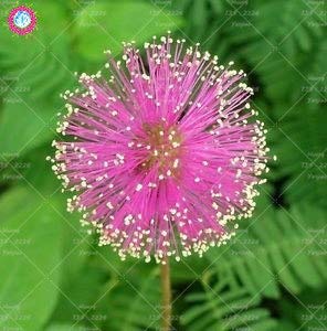 Elitely 30 Stücke Mehrjährige Blumensamen Garten Mimosa Pudica Exotische Samen Bonsai Bashful Grassamen Empfindlich Für Garten: 2