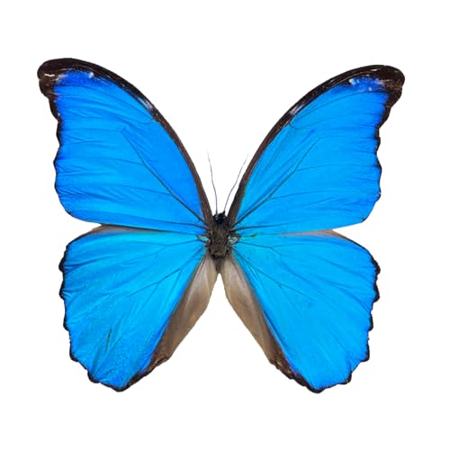 Real Blue Morpho Butterfly Taxidermy Specimen Mounted Insect BU-22