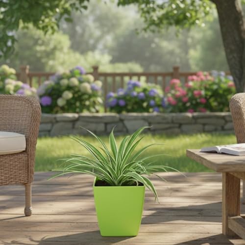 Image of Indoor Air Purifying Spider Plant in Decorative Pot | Natural Aesthetic Live Plant for Home & Office | Low Maintenance Tabletop Greenery(3Inch Pot, Assorted Colour) (Spider)