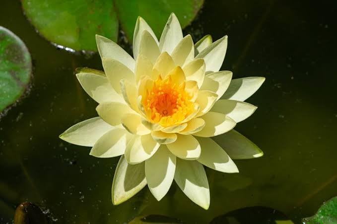 Live Yellow Water Lily Plant, Floating Aquatic Pond Flower with Large Green Lily Pads-image-49