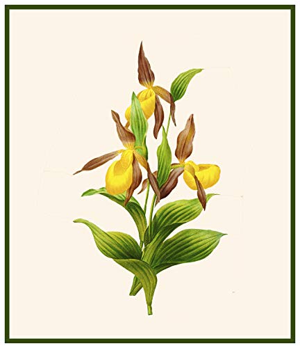 Orenco Originals Redoute's Lady Slipper Orchid Flowers Counted Cross Stitch Pattern