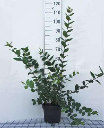 Lonicera fragrantissima - Winter-Heckenkirsche 40-50 cm - Container