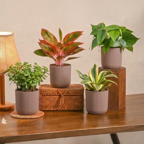 Image of Ugaoo Ibiza Combo of 4 Live Indoor Plants with Pots (Mocca) - Jade Plant, Aglaonema Lipstick, Golden Snake Plant, Oxycardium Green | Ideal for Home Decor & Office