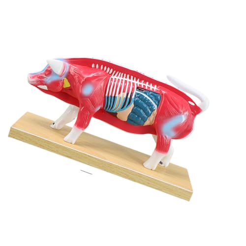 Acupoint - Modello con anatomia interna colorata e base stabile