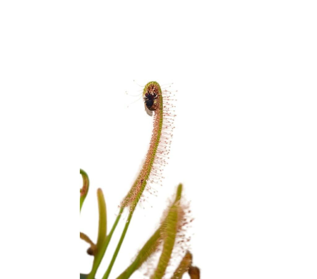 Garden Center Shop | Drosera capensis alba M12 | Planta Carnívora ‘Rocío del Sol’ | Fácil de Cultivar en Interior | INCLUYE GUIA DE CUIDADOS