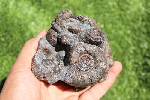 Image of Ammonite Natural Platyclymenia & Goniatites Plate Fossil from Morocco Rare Fossil A48