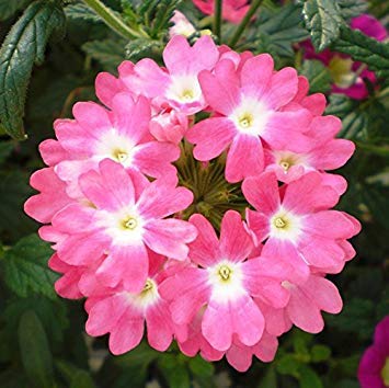 ANTIER GERANIUM PACIFIC MIXED FLOWER SEEDS (AVG 10-20) SEEDS X 2 PACKET (B07GX19KJ6) Amazon Price History, Amazon Price Tracker