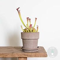 Bloomique - Sarracenia Juthatip Soper - Schlauchpflanze - Fleischfressende Pflanze - Höhe 15-25 cm - Topf 12 cm – Ansicht 2