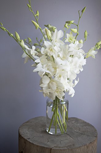 Kabloom KADB1405-V114-A999 Prime Next Day Delivery - Fall Collection - Exotic Perla Orchid Bouquet Of 10 Fresh White Orchids thumb #3